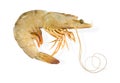 Shrimp Royalty Free Stock Photo