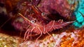 Shrimp in Red sea Royalty Free Stock Photo