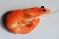 A shrimp - red small shrimp