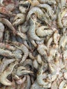 Shrimp for sale in the marketplace