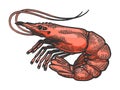 Shrimp sea animal sketch color engraving vector