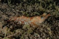 Shrimp On the seabed in the Red Sea Royalty Free Stock Photo