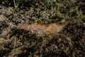 Shrimp On the seabed in the Red Sea Royalty Free Stock Photo