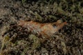 Shrimp On the seabed in the Red Sea Royalty Free Stock Photo