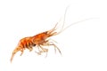 Shrimp Royalty Free Stock Photo