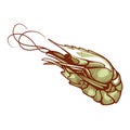 Shrimp, small crustacean marine food to cook