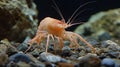 A shrimp is standing on a rock in an aquarium, AI Royalty Free Stock Photo