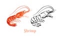 Shrimp vector color cartoon illustration and black and white outline.