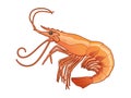 Shrimp vector design realistic illustration