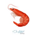 Shrimp vector illustration in cartoon style isolated on white background. Seafood product design. Creature floating in