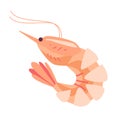 Shrimp vector illustration element isolated on white