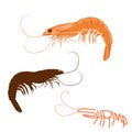 Shrimp vector illustration flat style logo profile