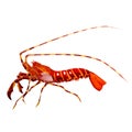 Shrimp. watercolor painting Royalty Free Stock Photo