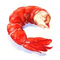 Shrimp. watercolor painting Royalty Free Stock Photo