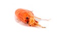 Shrimp on white background