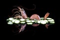 Shrimp and zucchini on a black reflective surface