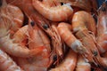 Shrimps