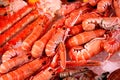 Shrimps Royalty Free Stock Photo