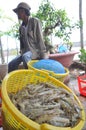 Shrimps are harvested and weighted to sell to the local processing plant in Bac Lieu city
