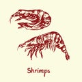 Shrimps, with inscription, hand drawn doodle