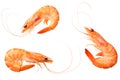 shrimps isolated on a white background. top view Royalty Free Stock Photo