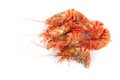 Shrimps isolated on white northern Bering shrimp Royalty Free Stock Photo