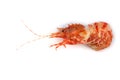 Shrimps isolated on white northern Bering shrimp Royalty Free Stock Photo