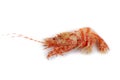 Shrimps isolated on white northern Bering shrimp Royalty Free Stock Photo