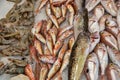 Shrimps, red mullet, litrini, mackerel fish on ice closeup Royalty Free Stock Photo