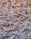 Shrimps on Sale, Dimotiki Agora Market, Athens Royalty Free Stock Photo