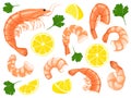 Shrimps, shrimps without shell, shrimp meat. Shrimp prawn icons set. Boiled Shrimp drawing on a white background.