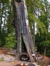 Drive thru tree in California