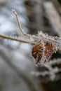 Shriveled brown leaves with hoar frost and ice crystals Royalty Free Stock Photo