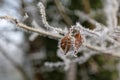 Shriveled brown leaves with hoar frost and ice crystals Royalty Free Stock Photo