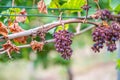 Shriveled bunches of purple colored grapes, too much sun and heat, bad weather, hanging on a vine plant, bad harvest, vineyard