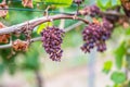 Shriveled bunches of purple colored grapes, too much sun and heat, bad weather, hanging on a vine plant, bad harvest, vineyard