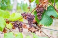 Shriveled bunches of purple colored grapes, too much sun and heat, bad weather, hanging on a vine plant, bad harvest, vineyard