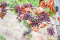 Shriveled bunches of purple colored grapes, too much sun and heat, bad weather, hanging on a vine plant, bad harvest, vineyard