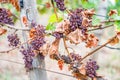 Shriveled bunches of purple colored grapes, too much sun and heat, bad weather, hanging on a vine plant, bad harvest, vineyard