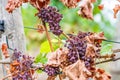 Shriveled bunches of purple colored grapes, too much sun and heat, bad weather, hanging on a vine plant, bad harvest, vineyard