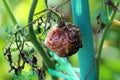 Shriveled and dried fully ripe tomato left on vine past picking date in local home garden surrounded with dry brown leaves