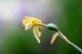 Shriveled Narcissus or Daffodil perennial herbaceous bulbiferous geophytes plant with dried yellow flower planted in local garden