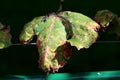 Shriveled Partially Dried Large Vine Leaf With Brown Spots And Small Fly Sitting On Top In Local Garden