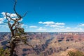 Shrivelled tree on the background of the Grand Canyon National Park, Arizona USA Royalty Free Stock Photo