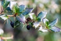 Shrivelling purple berries on thorny twig Royalty Free Stock Photo