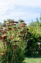 A shrub of achillea filipendulina with wilted umbels