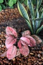 Shrub - Aglaonema Hybrid