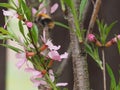 Shrub Almonds blooming with pink flowers.