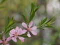 Shrub Almonds blooming with pink flowers.