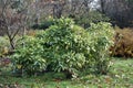 Spotted Laurel shrub in the garden.